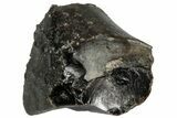 Fossil Iguanodon Tooth - England #316985-1